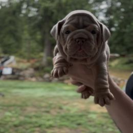 Girl 2 - Lilac tri-color female Bulldog puppy in Bonney Lake, Washington from Sitka spruce bulldogs