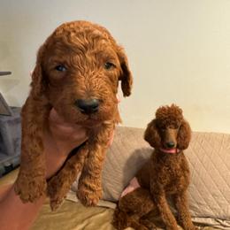 Gray collar - Red  male Poodle puppy in Riverside, California from Riverside red poodles