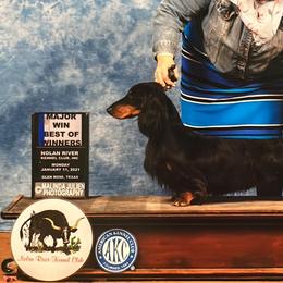 Ostin - Dachshund