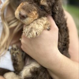 Tansey - Red phantom female Aussiedoodle puppy in Berrien Spring, Michigan from Red Bud Beautiful Doodles