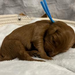 Rosalina - Red  female Goldendoodle puppy in Dayton, Tennessee from MK Goldendoodles