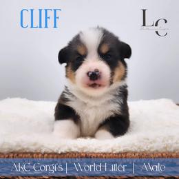 Cliff - Black and tan male Pembroke Welsh Corgi puppy in Pine Village, Indiana from NL Horsemanship