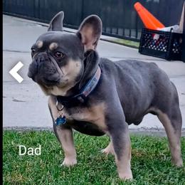 Godzilla - French Bulldog