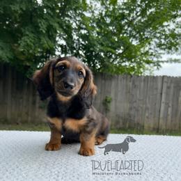 Polly - Red female Dachshund puppy in Royse City, Texas from Truehearted Miniature Dachshunds