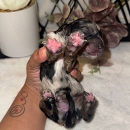 Rachel - Merle female Bernedoodle puppy in Hemet, California from Vallevistadoodles