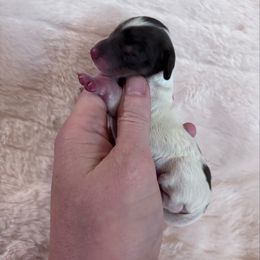Wednesday - Black and tan female Dachshund puppy in Osage, Oklahoma from Vandruff Creek Mini Dachshunds