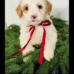 Boy 3 - Tri-color male Australian Labradoodle puppy in Florence, New Jersey from Royal Manor Labradoodles