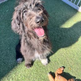 Tippy- Collie-Doodle - female Assorted Doodle Crosses puppy in Henderson, Nevada from River Spirit Collies
