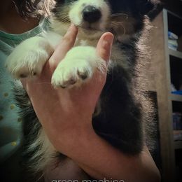 Shetland Sheepdog Puppies from Henotic Homestead's Shetland Sheepdogs