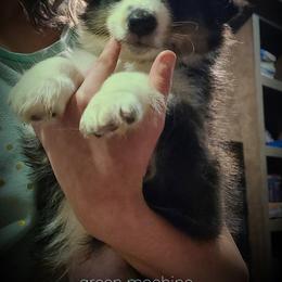 Shetland Sheepdog Puppies from Henotic Homestead's Shetland Sheepdogs