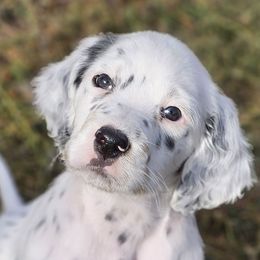 Heavily Ticked Tri Boy (with Black Ear Patch) - Blue belton and tan (tri-color) male English Setter puppy in Boise, Idaho from English Setters of the Eyrie