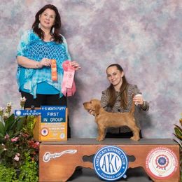 Basset Fauve de Bretagne and German Wirehaired Pointer Puppies from Afterhours German Wirehaired Pointers and Basset Fauve de Bretagne