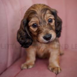 Gucci - Cream male Dachshund puppy in Temecula, California from Naomi Magee's Dachshund Kennel
