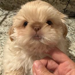 Kodiak - Cream and white male Shih Tzu puppy in Galveston, Texas from 🌗 New Moon Shih Tzu 🌗