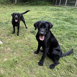 Labrador Retrievers from Meadow Pond Retrievers