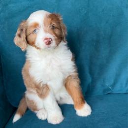 Mira (red) - Red merle female Aussiedoodle puppy in Watertown, Wisconsin from Little Bear Paws Aussiedoodles
