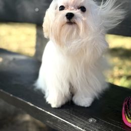 Leo - White male Maltese puppy in Chicago, Illinois from Leona's Maltese