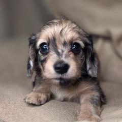 May-AKC - Dapple female Dachshund puppy in Tucson, Arizona from Crowned Doxies