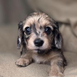 May-AKC - Dapple female Dachshund puppy in Tucson, Arizona from Crowned Doxies