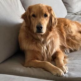 Fiona - Golden Retriever