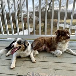 Border Collie All Grown Up from Kuponya Kennels & Kids