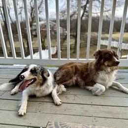 Border Collie All Grown Up from Kuponya Kennels & Kids