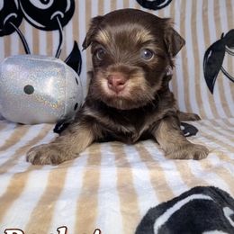Rocket - Chocolate male Havanese puppy in Trinity, Alabama from Tooties Cuties Havanese