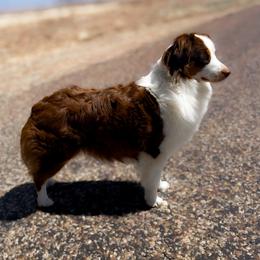 Amber - Miniature American Shepherd