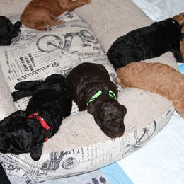 Poodle Puppies from Standard Poodles of Forest Lakes