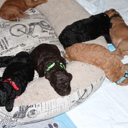 Poodle Puppies from Standard Poodles of Forest Lakes