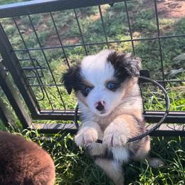 Snow White (Snowy) - Blue merle female Miniature Australian Shepherd puppy in Tecumseh, Oklahoma from Ashley's Aussies, LLC