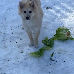 Icelandic Sheepdog Puppies from Valhalla Icelandic Sheepdogs