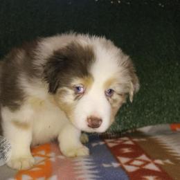 Linus - Red merle male Australian Shepherd puppy in Yoder, Colorado from Tréad Tines Aussies