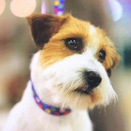Fay - Russell Terrier