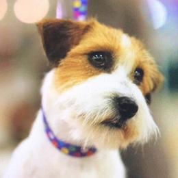 Fay - Russell Terrier
