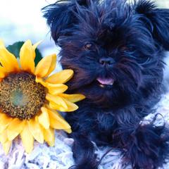 Mimi - Affenpinscher