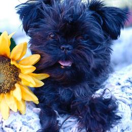 Mimi - Affenpinscher