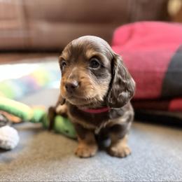 Boden Zane-AKC - Chocolate and tan male Dachshund puppy in Caulfield, Missouri from Hocomo Hollow Doxies