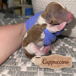 Cappuccino - Piebald male Dachshund puppy in Deming, New Mexico from FoxieDoxies of New Mexico