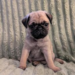 Leo - Fawn male Pug puppy in Winter Haven, Florida from Lisa's Pugalicious Pugs