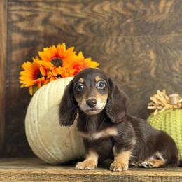 Bear - Chocolate and cream male Dachshund puppy in Woodbine, Georgia from Coastal Bluff Pups