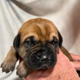 Fawn no collar - Fawn male Cane Corso puppy in Paris, Texas from Knucklehead Cane Corso