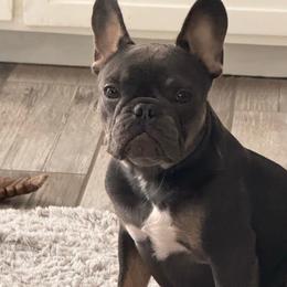 Gidget - Blue female French Bulldog puppy in Elberta, Alabama from Blue Ribbon French Bulldogs