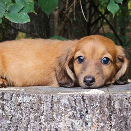 Strawberry- 2600 - Red female Dachshund puppy in Louisburg, North Carolina from Raven Oak's Shepherds & Dachshunds