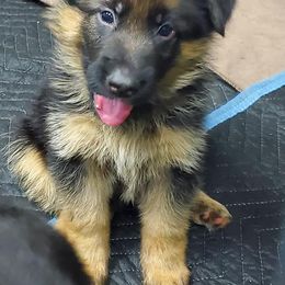 German Shepherd Puppies from Shield Kennels LLC