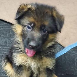 German Shepherd Puppies from Shield Kennels LLC
