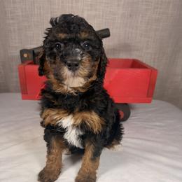 Cheer - Phantom female Goldendoodle puppy in Luana, Iowa from Country View Bernedoodles and Goldendoodles