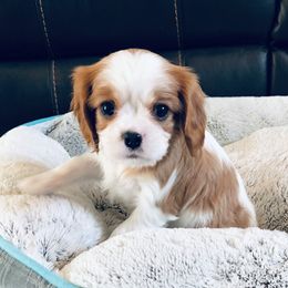 Cavalier King Charles Spaniel Puppies from Sophia's Hearth Cavaliers