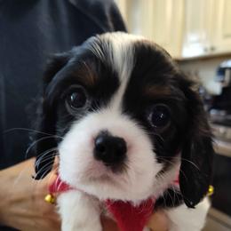 Gee - Tri-color female Cavalier King Charles Spaniel puppy in Belding, Michigan from Miller Cavs and Pyrs