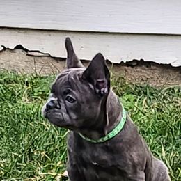 Kiwi - Blue female French Bulldog puppy in Cincinnati, Ohio from Sun City Kennels